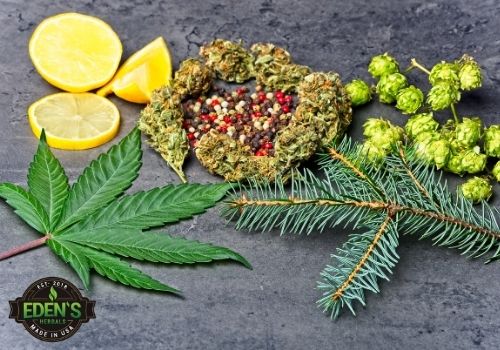 hemp buds surrounded by different terpene types