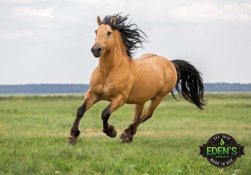 tan horse running wild through farm