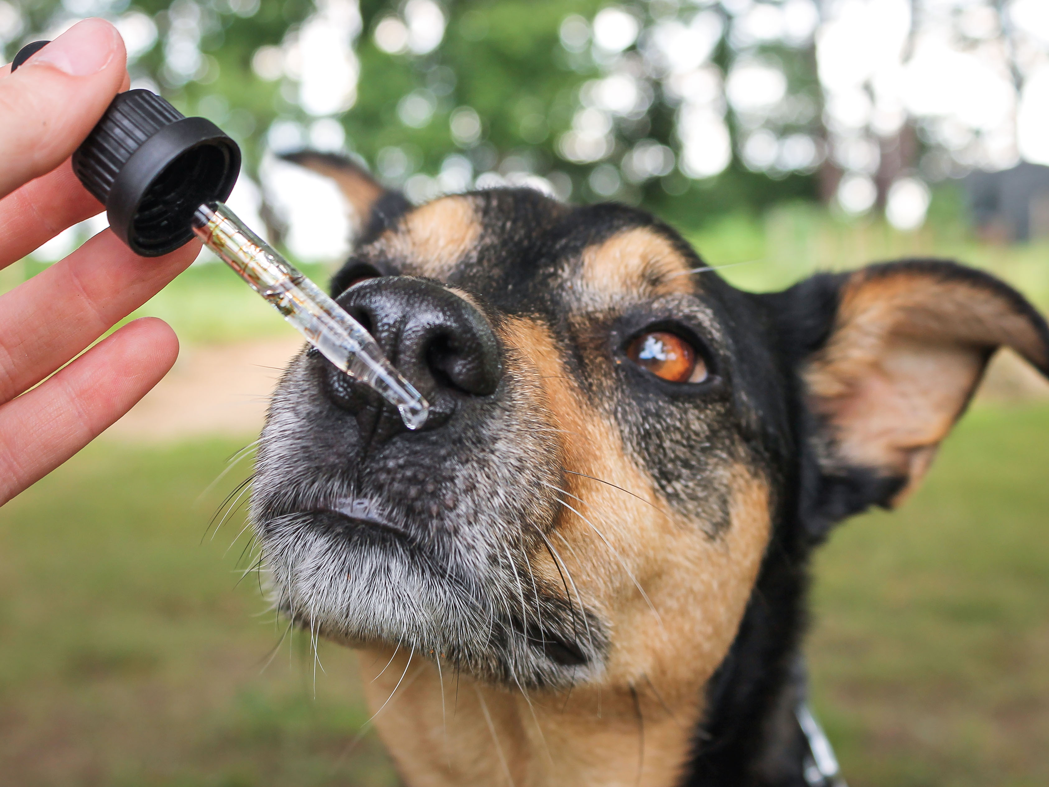Dog curiously sniffing a tincture dropper full of cbd oil for dogs