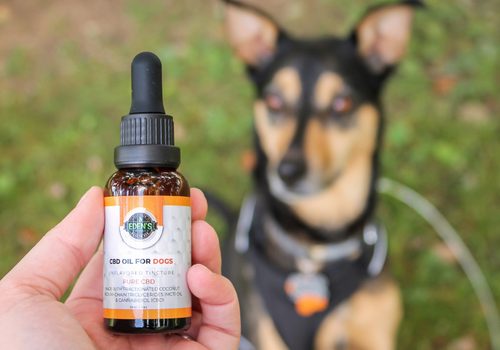 Hand holding up a cbd oil tincture for dogs while a dogs looks at it curiously